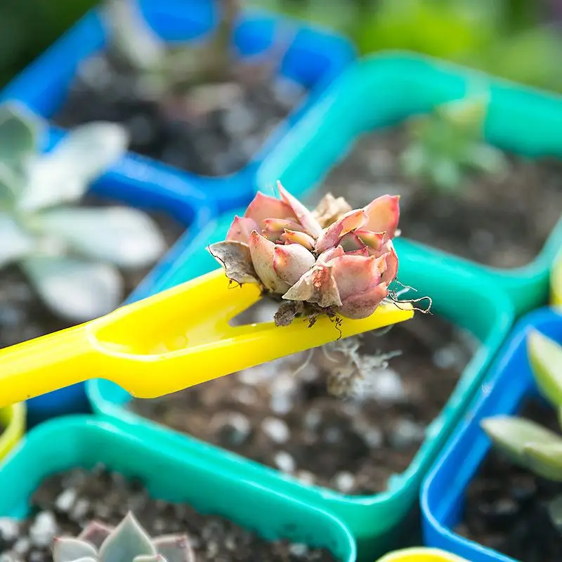 1/10 шт., посева суккулентов,  – обзор и цена Succulent Set