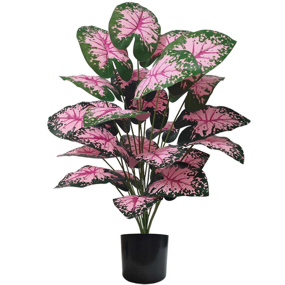 Розовые листья, горшечные раст – обзор и цена Snake Plant