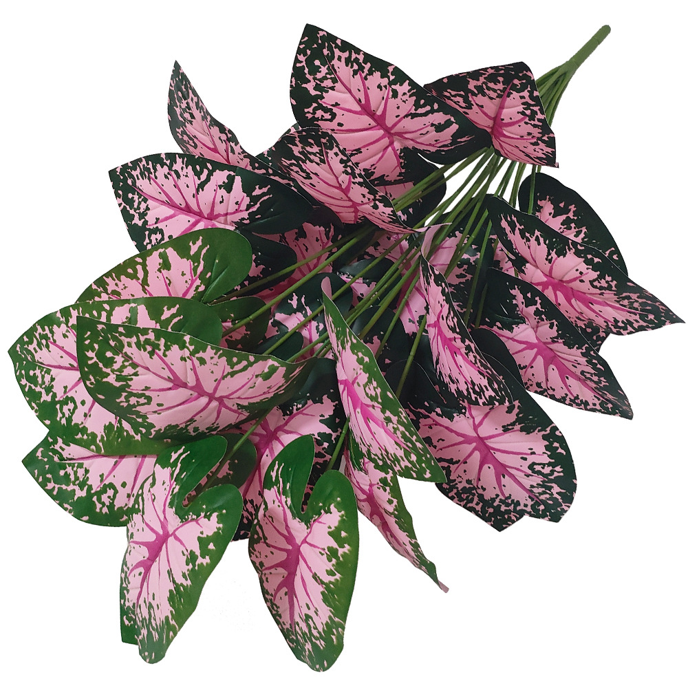 Розовые листья, горшечные раст – обзор и цена Snake Plant