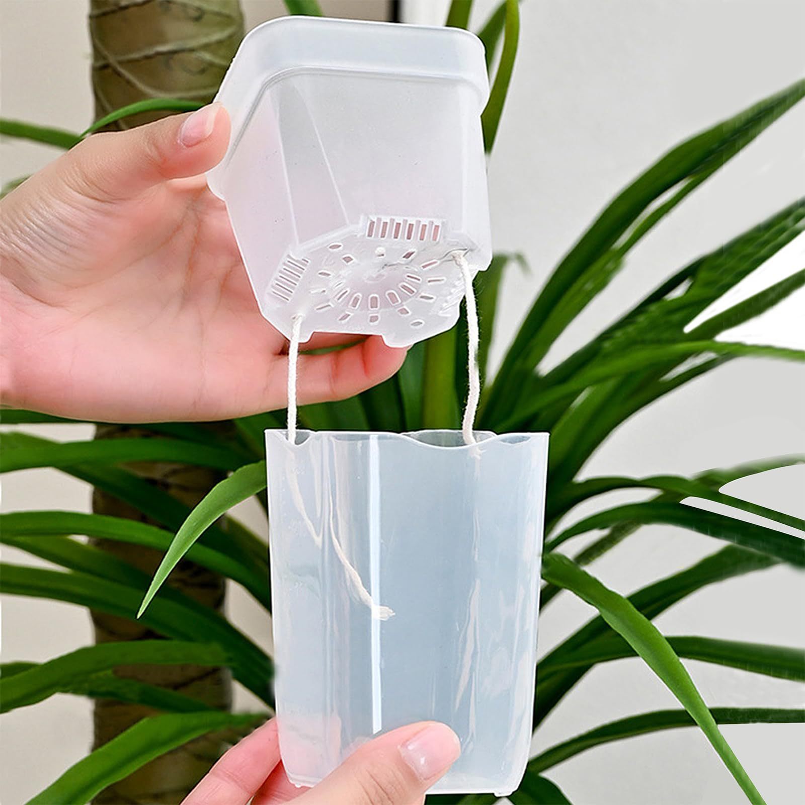 Набор из 16/32 самополивающихс – обзор и цена Pothos