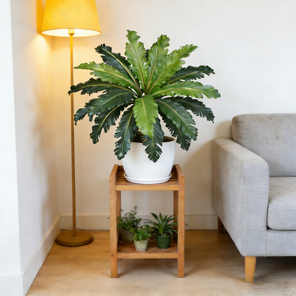 Искусственные тропические лист – обзор и цена Snake Plant